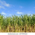 《233找Kj开奖》最新开奖结果实时追踪 c15diis9